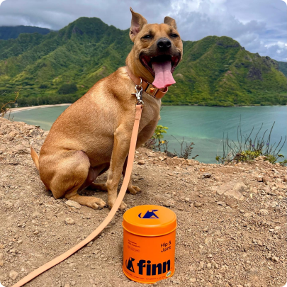 Happy tan dog sitting by turquoise water with green mountains, orange bucket nearby on sandy shore