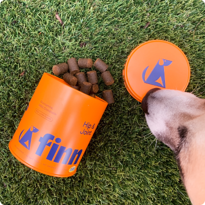 Orange dog treat container spilled on grass with dog treats scattered, dog's paw visible reaching toward the container