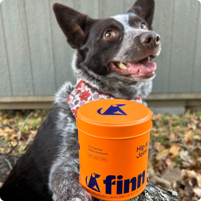 Happy dog with bandana sitting next to orange Hip Joint supplement container outdoors on fallen leaves