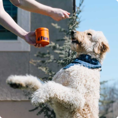 Person watering a fluffy white dog wearing a blue bandana with an orange watering can outdoors