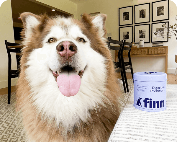 Happy brown and white husky with tongue out sitting next to Finn digestive probiotic container in home dining room