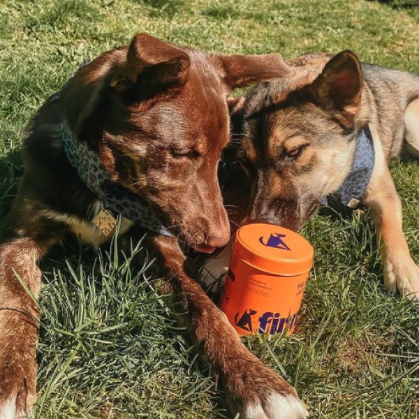 Two dogs sharing an orange container on grass - a reddish-brown dog and a tan/gray dog with their heads together