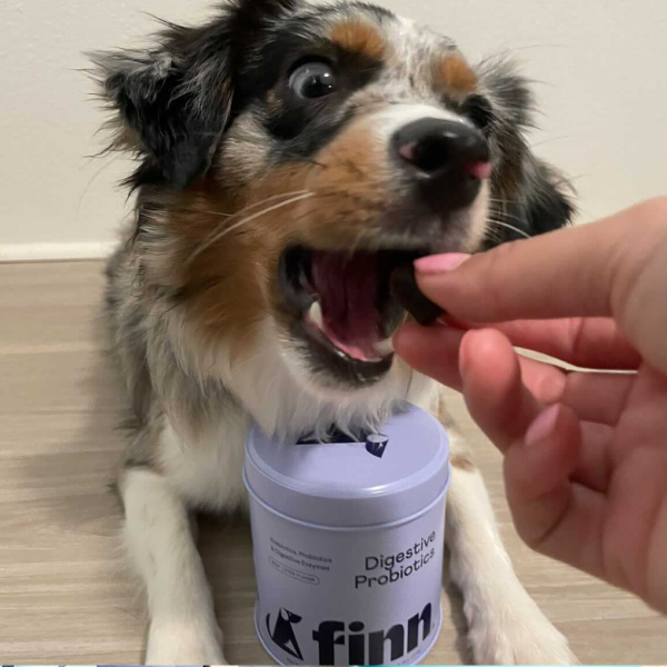 Excited Australian Shepherd puppy with mouth open next to purple Finn digestive probiotic container, human hand reaching toward dog