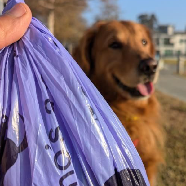 Person holding purple waste bags with a golden retriever dog in the background outdoors