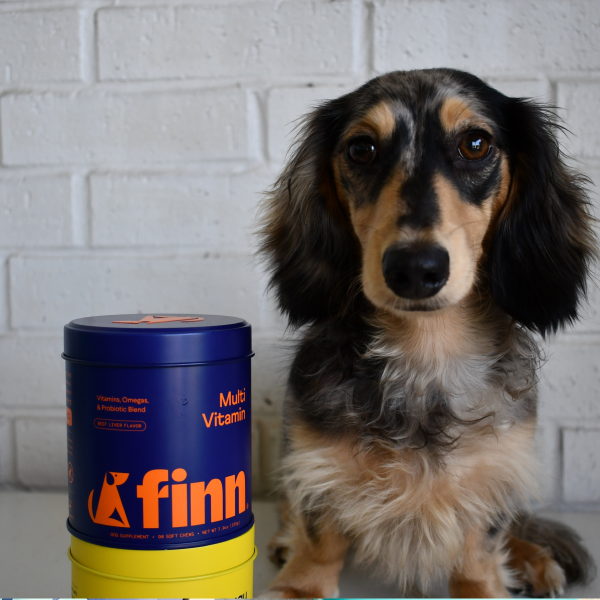 Long-haired dachshund with black, tan and white fur sits next to blue cylindrical vitamin container against white brick wall