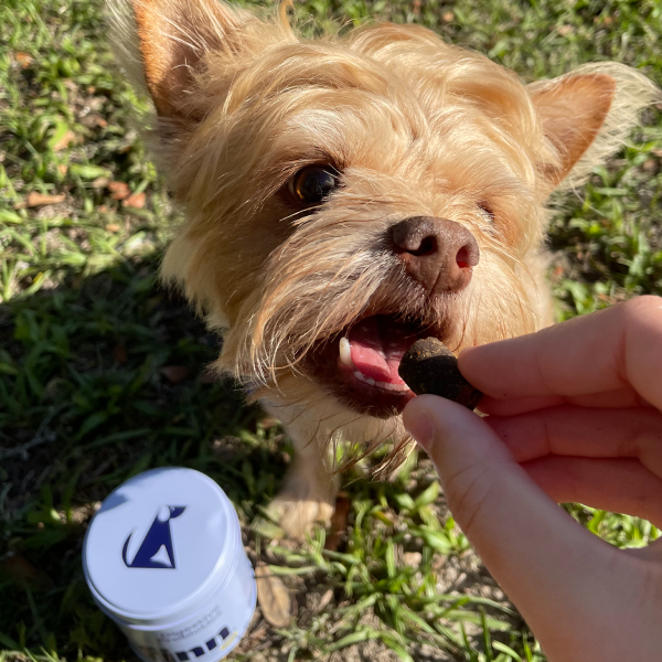 Small tan Yorkshire Terrier dog with long silky fur being given a treat by a human hand outdoors on grass