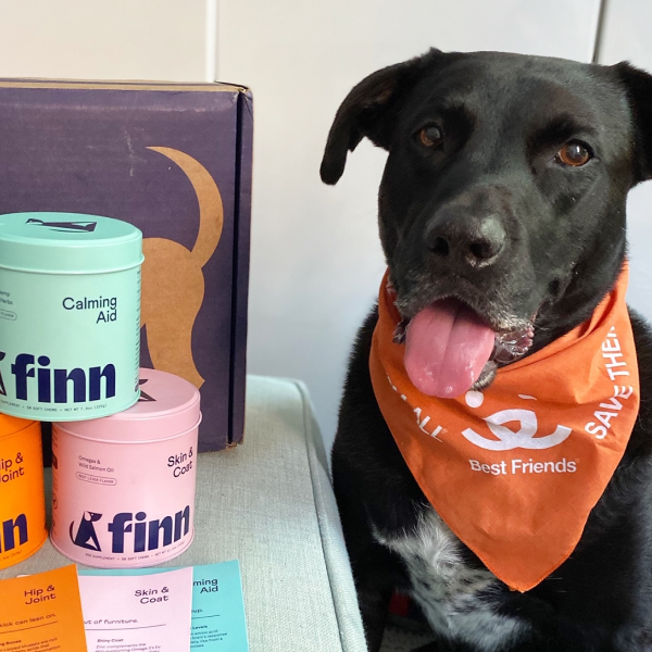 Black dog with orange bandana sits next to colorful Finn pet product containers on light blue surface