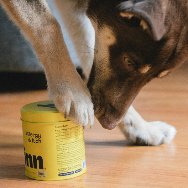 Dog with paws on yellow canister labeled "Allergy & Itch" sniffing the container on wooden floor
