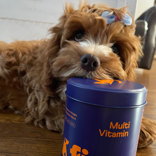 Small brown Yorkshire Terrier with blue hair bow sitting next to blue Multi Vitamin container on wooden surface