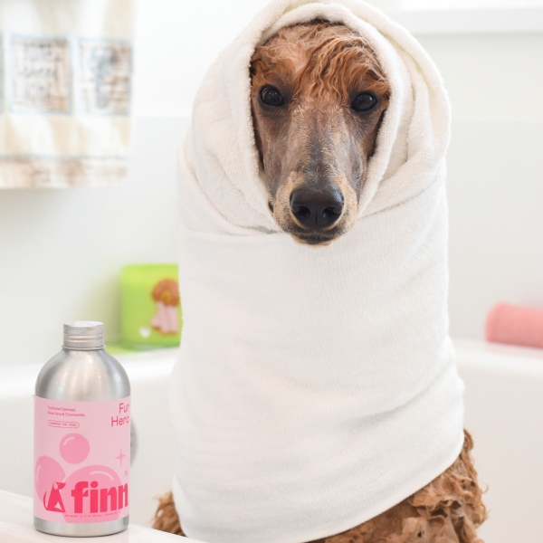 Dog wrapped in white towel after bath with pink shampoo bottle nearby in bathroom setting