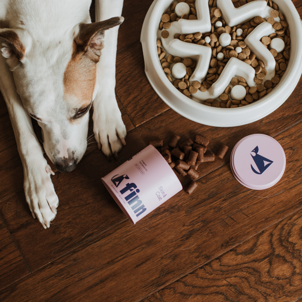 White dog lying on wooden floor next to puzzle feeder bowl with kibble and pink supplement containers