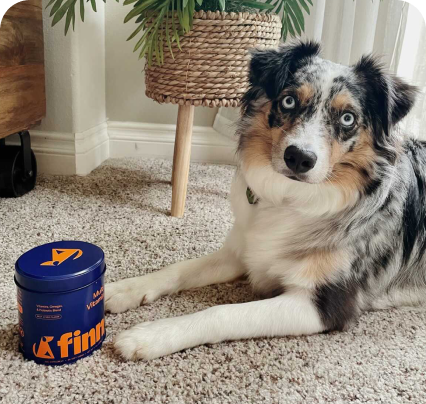 Dog lying on a carpet next to a container of Finn pet food.