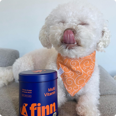 White fluffy dog wearing orange bandana with tongue out, sitting next to blue Kfinn Multi Vitamin supplement container