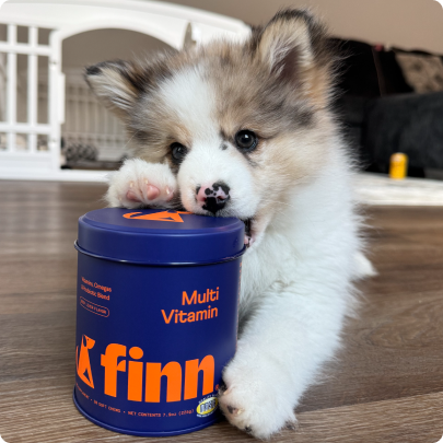 Adorable husky puppy with gray and white fur standing next to blue Grinn Multi Vitamin container on wooden floor