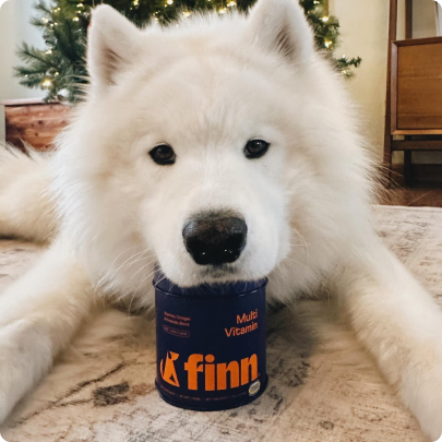 White fluffy dog lying on carpet with blue Finn multi-vitamin container, Christmas tree visible in background