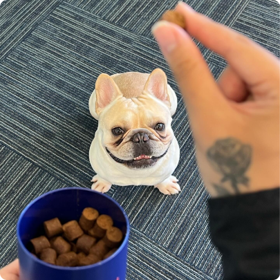 Person's hand reaching toward a cream-colored French Bulldog sitting next to a blue bowl of dog food on gray striped surface