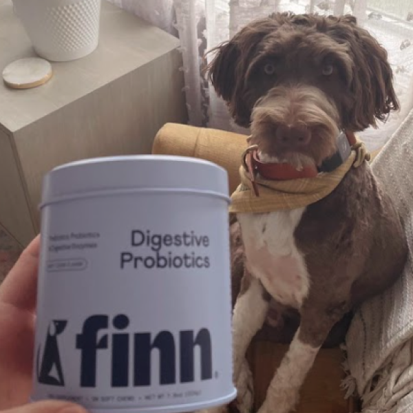 Small brown and white dog with yellow bandana sits next to white container of Finn Digestive Probiotics