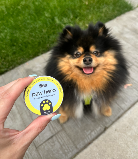Small fluffy Pomeranian puppy with black and tan fur sits on wooden deck while hand holds yellow Finn Paw Hero balm container