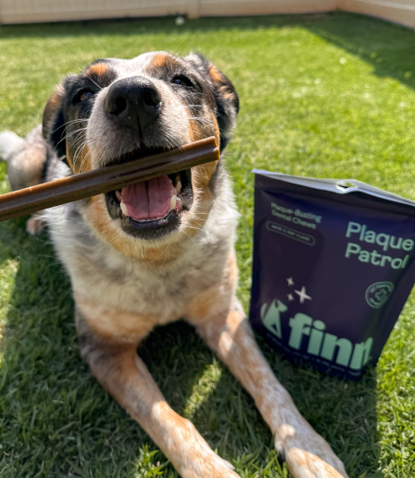 Happy dog holding stick in mouth next to dental care product box on green grass lawn