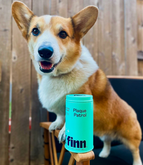 Happy corgi dog sitting next to turquoise "Plaque Patrol" product container against wooden background