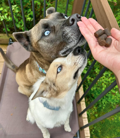 Two dogs with blue eyes looking up at a hand holding treats on a wooden deck outdoors
