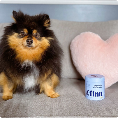 Small fluffy Pomeranian puppy with black, tan and white fur sitting on beige couch next to pink heart pillow and white container
