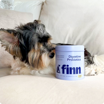 Small Yorkshire Terrier dog lying on white bedding next to a blue container of Finn Digestive Probiotics