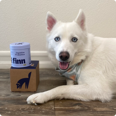 White husky with blue eyes sitting next to Finn brand digestive supplement containers on wooden floor