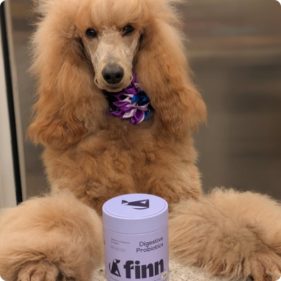 Golden poodle wearing purple bandana sits behind white cylindrical container labeled "Digestive Health" and "A Finn"