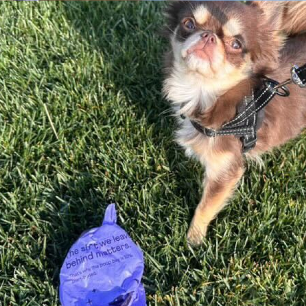 Small brown and white Chihuahua wearing black harness sits on green grass next to blue dog waste bag