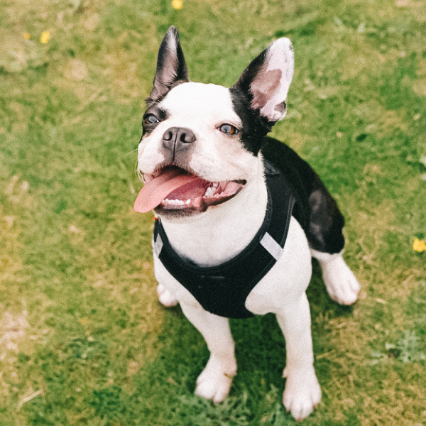 Happy black and white Boston Terrier with tongue out, wearing black harness, sitting on green grass outdoors