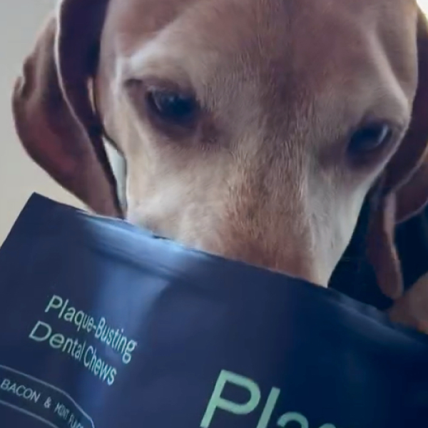 Close-up of a light-colored dog with blue eyes holding a dark package of plaque-busting dental chews in its mouth.