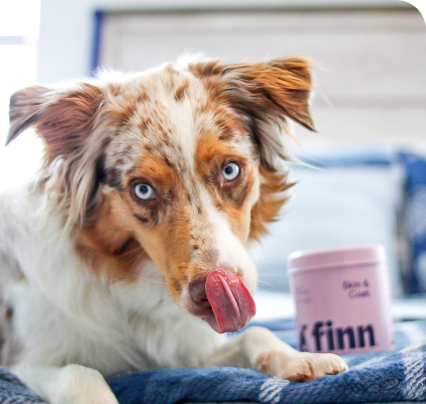 Australian Shepherd dog with heterochromia (blue and brown eyes) sitting with tongue out next to a pink container
