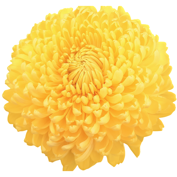 Bright yellow calendula flower with layered, ruffled petals arranged in a circular pattern against white background