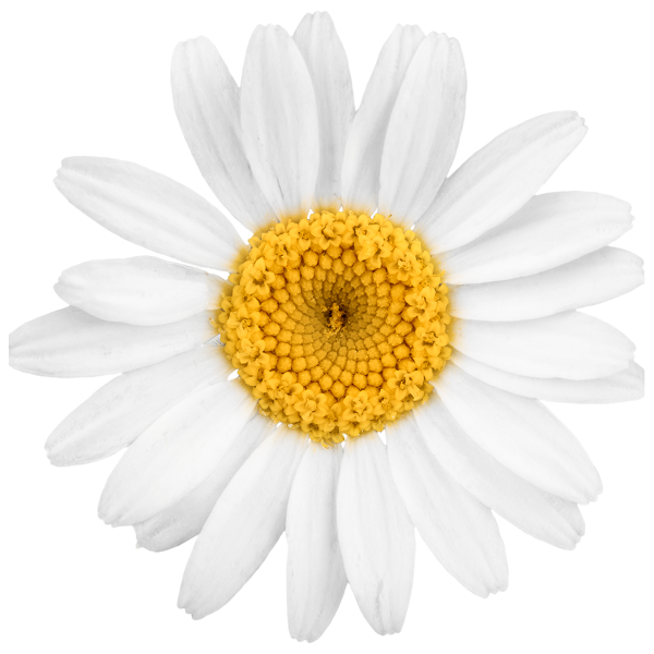 White daisy flower with bright yellow center and delicate white petals on transparent background