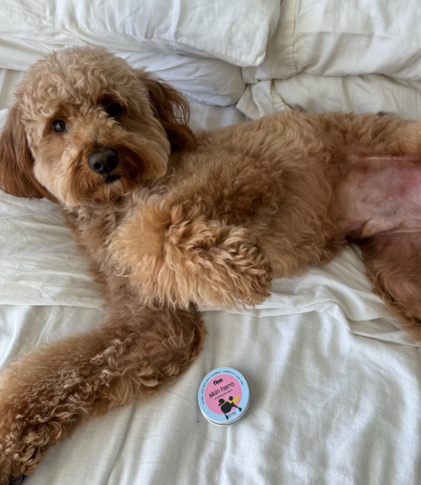 Fluffy golden poodle mix lying on white bedding next to a circular "Happiness Guarantee" badge