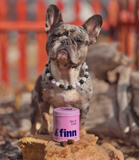 French Bulldog sitting next to a pink canister labeled 'finn' on a stone surface with a blurred red and orange background.