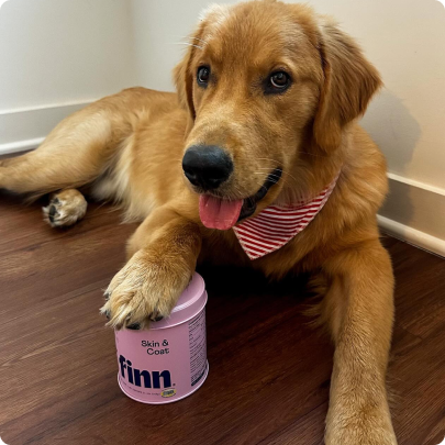 Dog with a pink and white striped bandana sitting next to a can of Finn Skin & Coat supplement on a wooden floor.