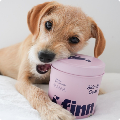 Dog with a pink container labeled 'finn' on a white background
