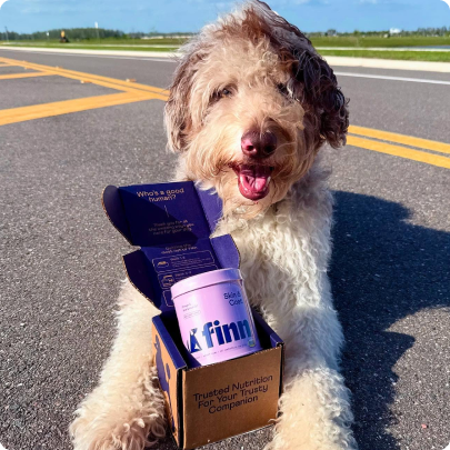 Dog holding a container of Finn pet food on an airport runway
