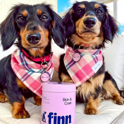 Two dachshunds wearing plaid bandanas with a pink container labeled 'finn' in the foreground.