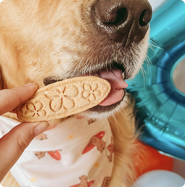 Golden retriever eating a bone-shaped treat with "BUSTER" text, wearing white shirt with red patterns, blue balloon visible in background.