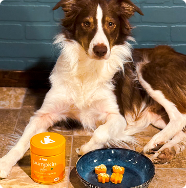 Brown and white Border Collie sitting beside orange pumpkin supplement container and blue plate with orange treats