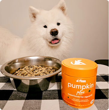White fluffy dog sitting behind silver bowl of kibble and orange pumpkin supplement container on checkered floor