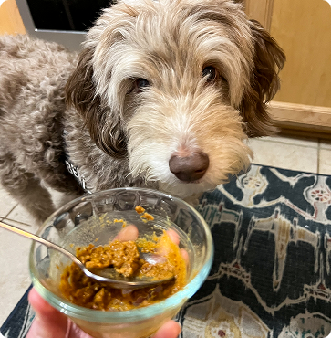 Fluffy brown and white dog looking at a glass bowl containing orange and brown food mixture with a spoon