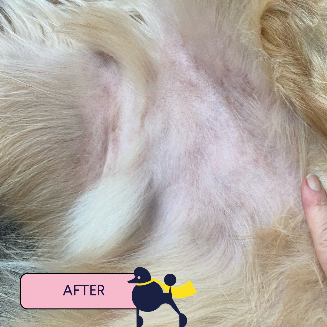 Close-up of healthy pink dog skin with light blonde fur, showing clear skin after treatment with "AFTER" label