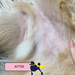 Close-up of blonde dog's belly showing healthy pink skin after treatment, with "AFTER" label and small dog icon