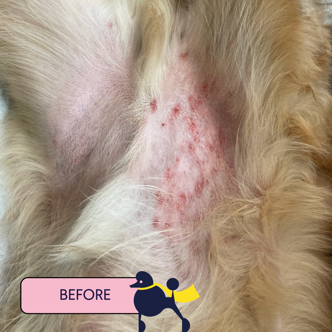 Dog's irritated pink belly skin with red spots and blonde fur, labeled "BEFORE" treatment