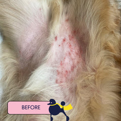 Dog's irritated pink belly skin with red spots and blonde fur, labeled "BEFORE" treatment