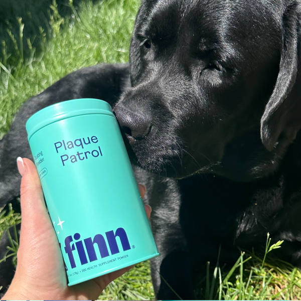 Black Labrador puppy sniffing a turquoise Finn "Plaque Patrol" dental care container held by a hand outdoors on grass.